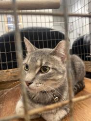Found/Stray Female Cat last seen Christopher Dr and John 63129, St. Louis, MO 63129
