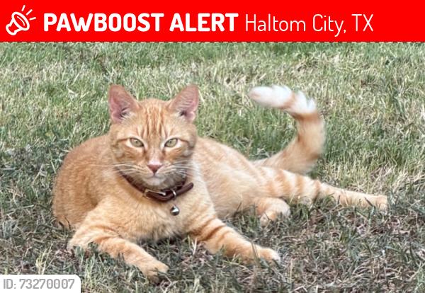 Lost Male Cat last seen Bonner Drive and Denise, Haltom City, TX 76148