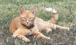 Lost Male Cat last seen Bonner Drive and Denise, Haltom City, TX 76148