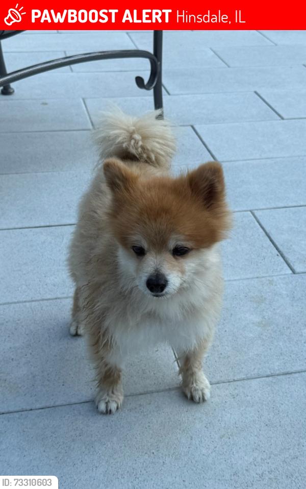 Lost Male Dog last seen Charleston Rd and South Elm Street, Hinsdale, IL 60521