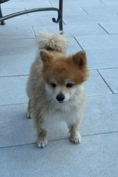 Lost Male Dog last seen Charleston Rd and South Elm Street, Hinsdale, IL 60521