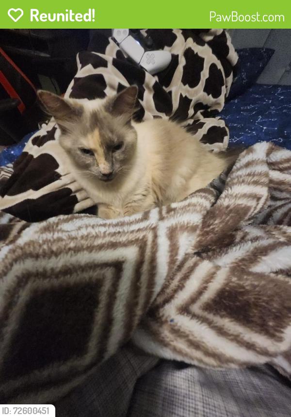 Reunited Female Cat last seen Park across the street from last location, Leland, NC 28451