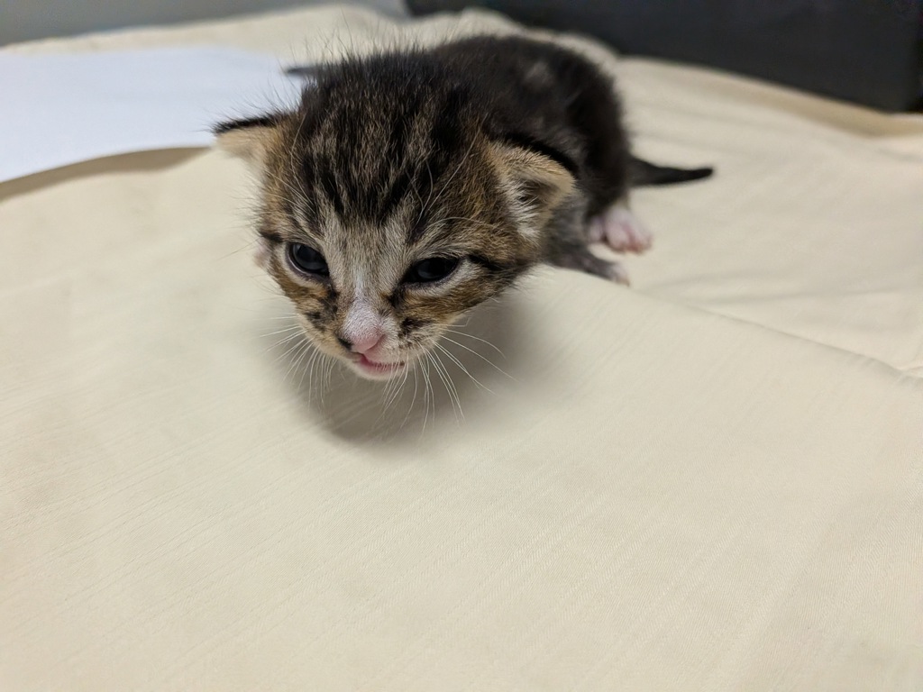 Shelter Stray Female Cat last seen Near 1st Avenue, San Diego, CA, 92101, 5500 Gaines St, San Diego, CA 92110, USA