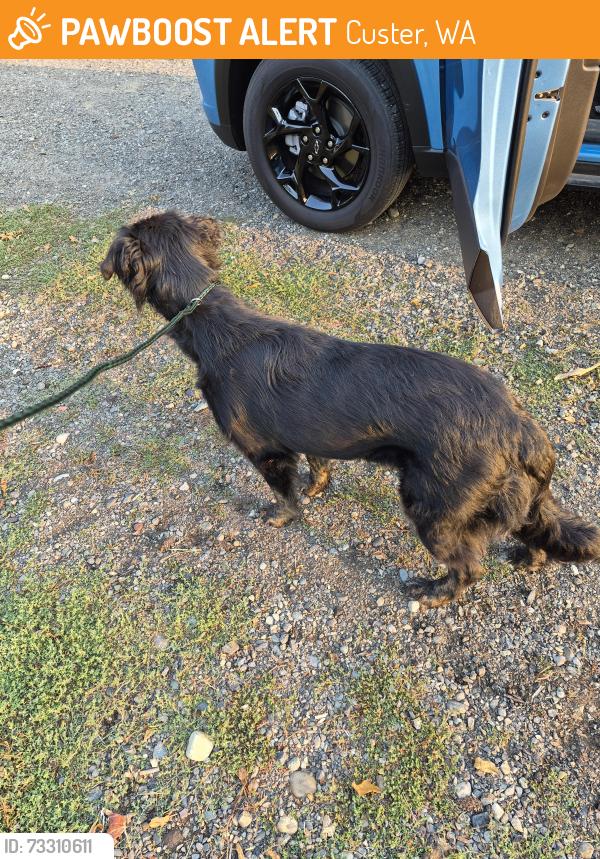Found/Stray Female Dog last seen Birch Bay Lynden and Custer School roads, Custer, WA 98240