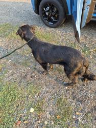 Found/Stray Female Dog last seen Birch Bay Lynden and Custer School roads, Custer, WA 98240