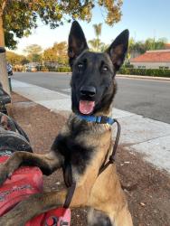 Shelter Stray Female Dog last seen Iris Avenue, Imperial Beach, CA, 91932, 5500 Gaines St, San Diego, CA 92110, USA