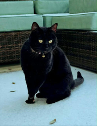 Lost Male Cat last seen Black Forest Rd and Quarter Ave, Buda, TX 78610