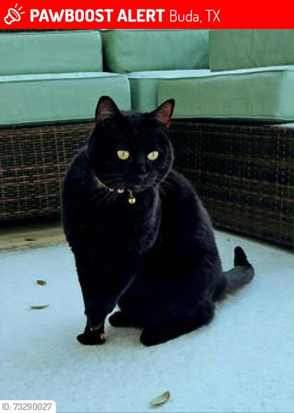 Lost Male Cat last seen Black Forest Rd and Quarter Ave, Buda, TX 78610
