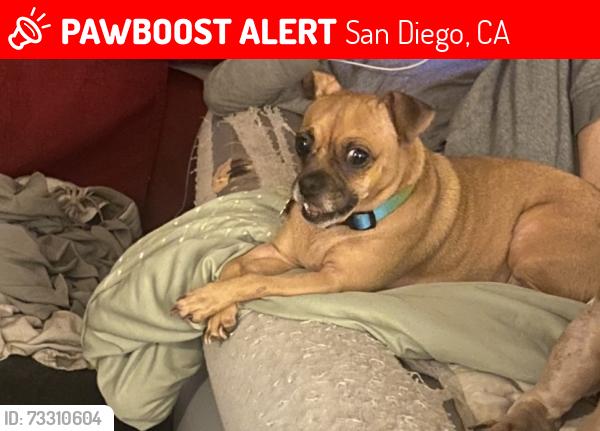 Lost Female Dog last seen Myrtle, San Diego, CA 92104