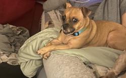 Lost Female Dog last seen Myrtle, San Diego, CA 92104