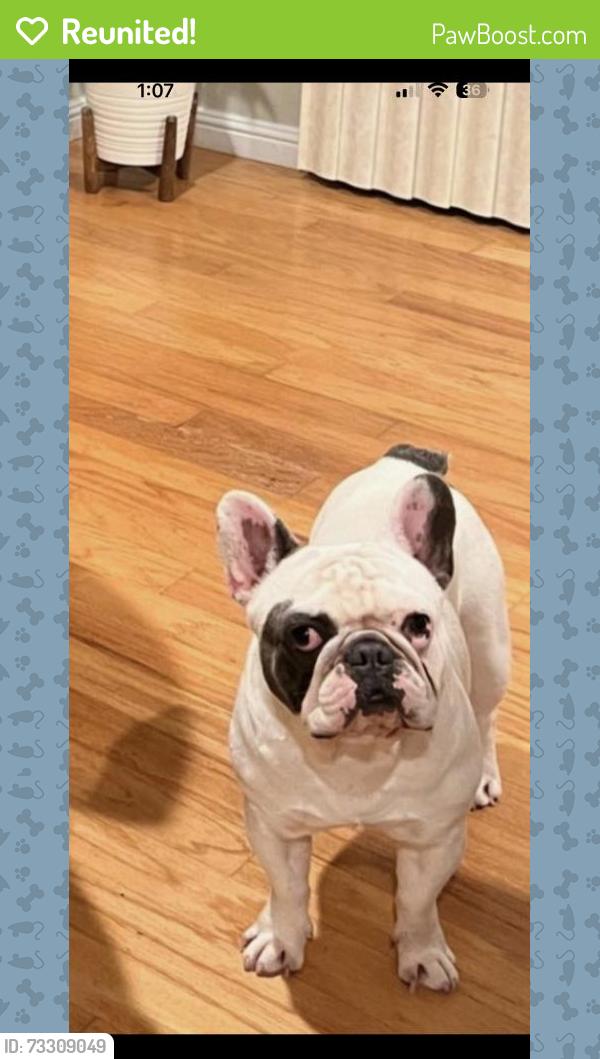Reunited Male Dog last seen Near Doncaster Dr, Vallejo, CA 94591, USA, Vallejo, CA 94591