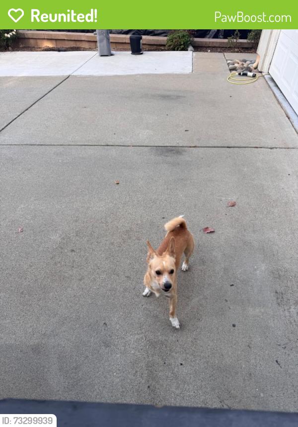 Reunited Male Dog last seen Casey Way, San Jose, CA 95121, USA, San Jose, CA 95121