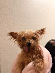 Reunited Female Dog last seen Near Raleigh St, Orlando, FL 32835, USA, Orlando, FL 32835