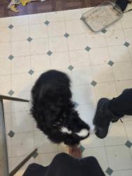 Reunited Female Dog last seen Near sweetlane, Cottage Grove, OR 97424