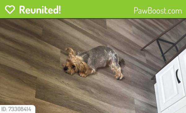Reunited Female Dog last seen Desert inn and eastern, Las Vegas, NV 89160