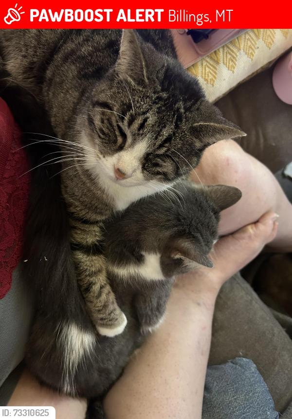Lost Male Cat last seen Becraft Ln near Equine Motel, Billings, MT 59101