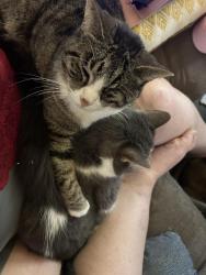 Lost Male Cat last seen Becraft Ln near Equine Motel, Billings, MT 59101