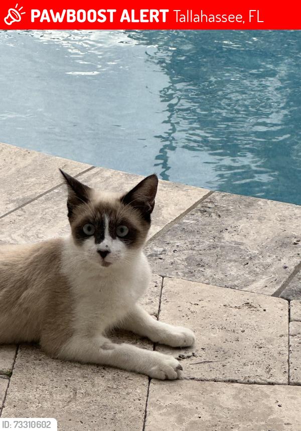 Lost Female Cat last seen Indianhead Acres, Tallahassee, FL 32301
