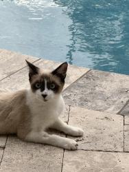 Lost Female Cat last seen Indianhead Acres, Tallahassee, FL 32301