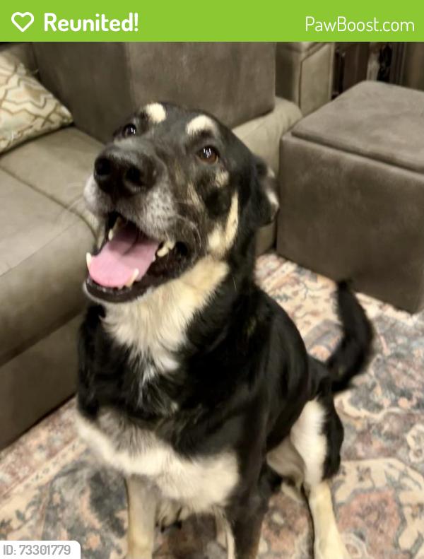 Reunited Male Dog last seen McBryde St & Lane Rd/Reeves Bridge Rd Linden, NC, Pine Forest, NC 28356