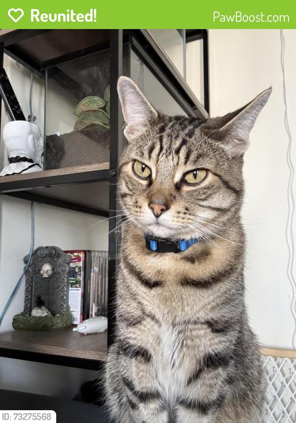 Reunited Male Cat last seen 3rd st cohoes ny, Cohoes, NY 12047