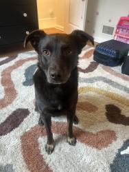 Reunited Female Dog last seen Near W 25th Ave, Lakewood, CO 80215