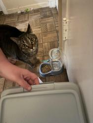 Reunited Female Cat last seen Near Brunswick Lane Bowie, MD 20715, Bowie, MD 20715