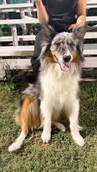 Found/Stray Female Dog last seen 61st and Memorial near Woodland Hills Mall, Tulsa, OK 74145