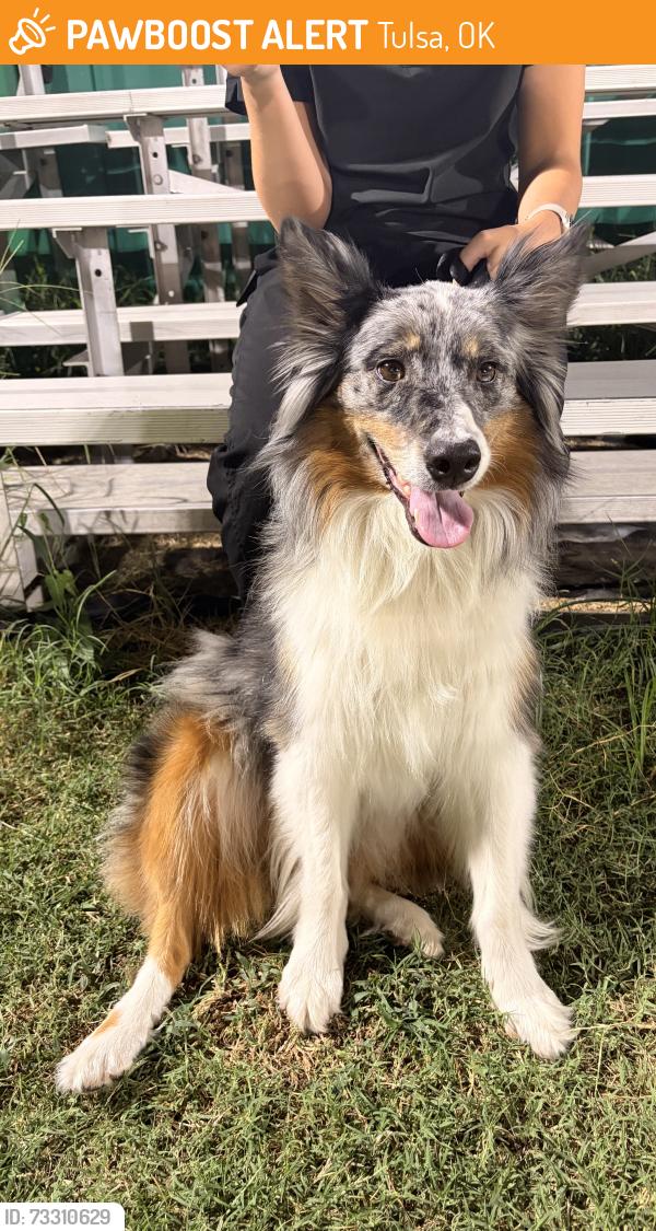 Found/Stray Female Dog last seen 61st and Memorial near Woodland Hills Mall, Tulsa, OK 74145