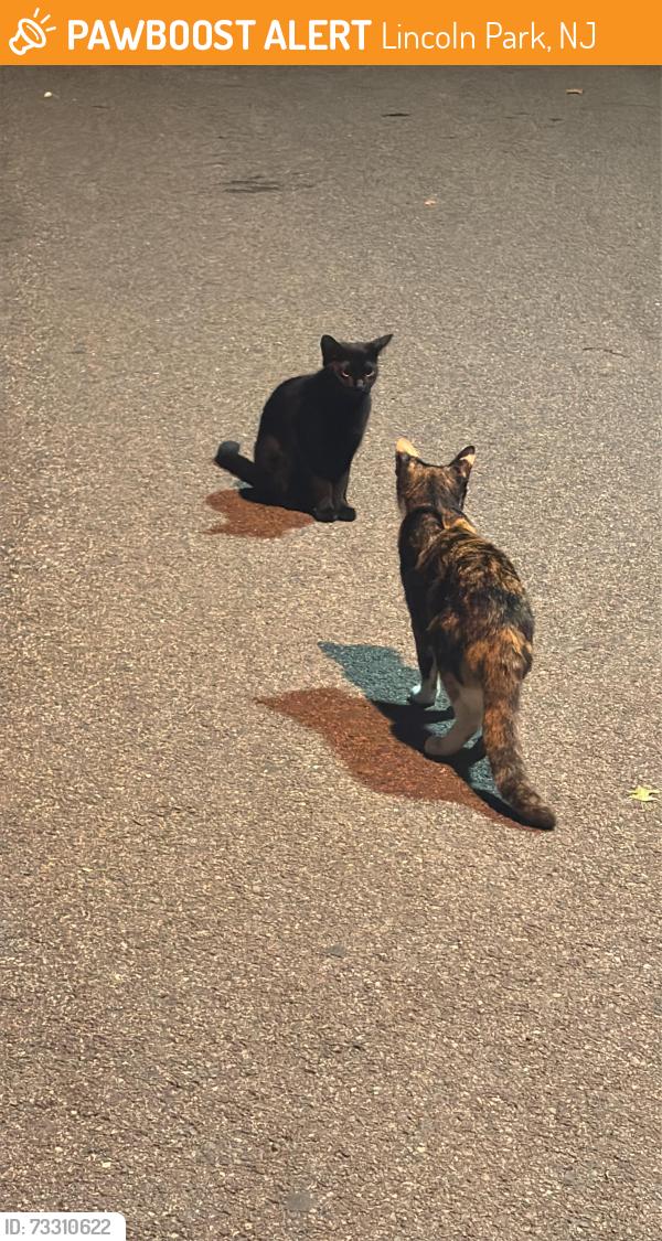 Found/Stray Unknown Cat last seen West side ave and Harrison ave - corner playground of Lincoln park, Lincoln Park, NJ 07035