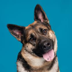 Shelter Stray Female Dog last seen , 361 S Raymond Ave, Pasadena, CA 91105, USA