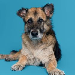 Shelter Stray Male Dog last seen , 361 S Raymond Ave, Pasadena, CA 91105, USA