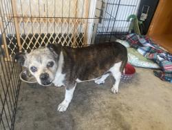 Found/Stray Male Dog last seen Warm springs, pecos, Henderson, NV 89074