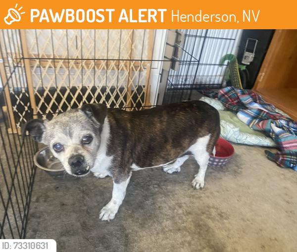 Found/Stray Male Dog last seen Warm springs, pecos, Henderson, NV 89074