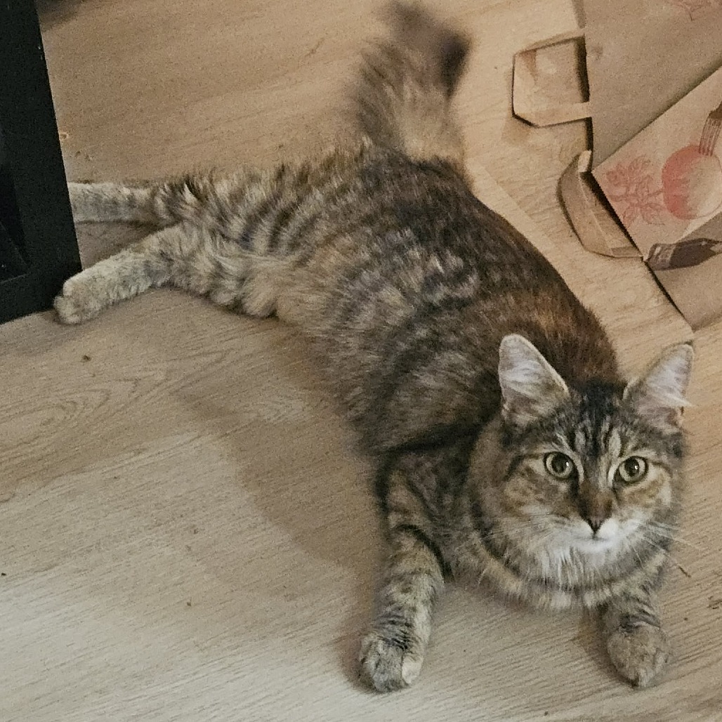 Shelter Stray Female Cat last seen , 2608 Center St, Tacoma, WA 98409, USA