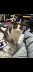 Lost Female Cat last seen Winthrop st and roscrea, San Diego, CA 92117