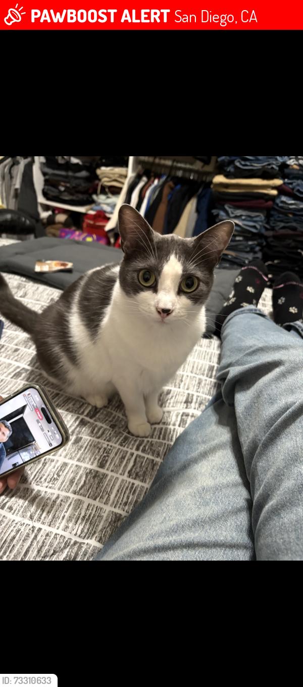 Lost Female Cat last seen Winthrop st and roscrea, San Diego, CA 92117