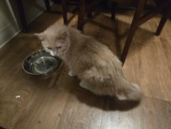 Reunited Female Cat last seen Quincy & Ulster, Denver, CO 80237