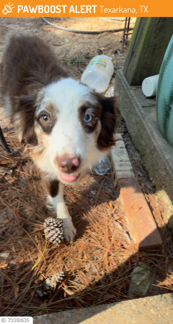 Found/Stray Male Dog last seen Near Co Rd Texarkana Tx 75501, USA, Texarkana, TX 75501
