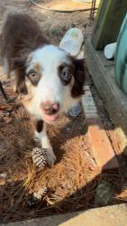 Found/Stray Male Dog last seen Near Co Rd Texarkana Tx 75501, USA, Texarkana, TX 75501
