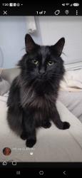 Lost Male Cat last seen Lake Winfield, Plymouth, CT 06786