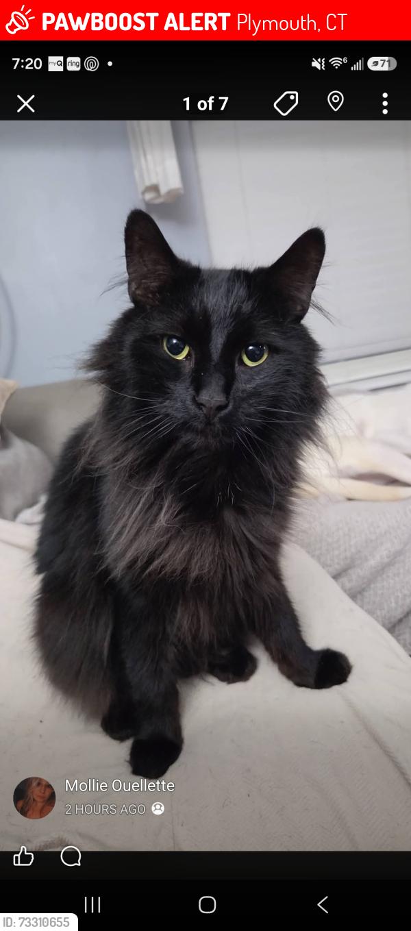 Lost Male Cat last seen Lake Winfield, Plymouth, CT 06786