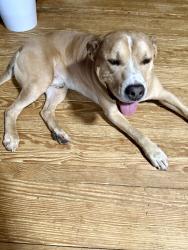 Reunited Male Dog last seen Cohran Lake Drive, Douglasville, GA 30134