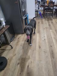 Found/Stray Female Dog last seen Fort Worth, Fort Worth, TX 76102