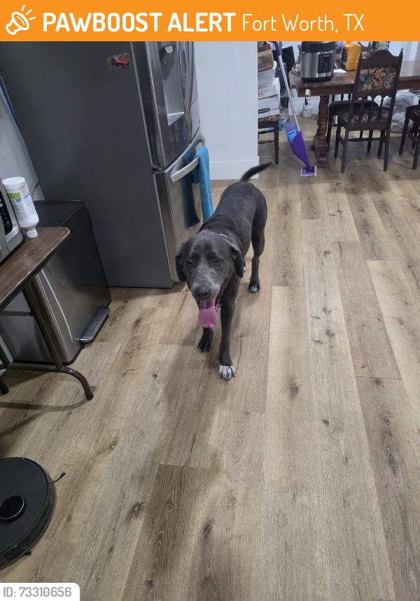 Found/Stray Female Dog last seen Fort Worth, Fort Worth, TX 76102