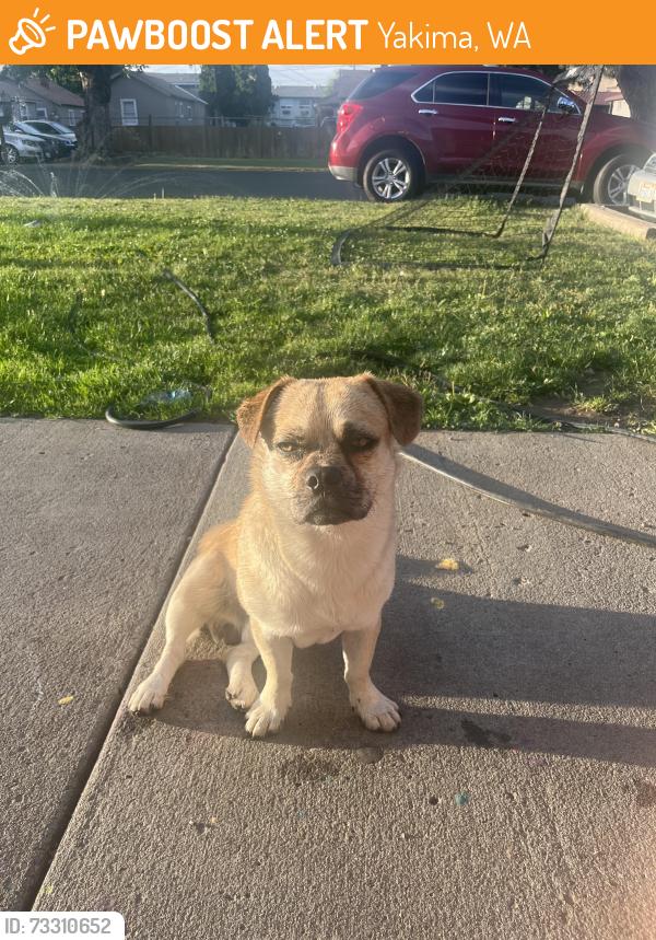 Found/Stray Male Dog last seen Garfield elementary school, Yakima, WA 98902