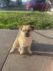 Found/Stray Male Dog last seen Garfield elementary school, Yakima, WA 98902