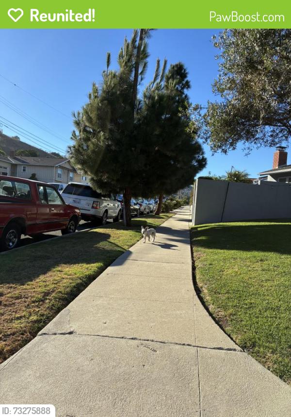 Reunited Unknown Dog last seen Trotwood and S. Wycliff near Averill Park San Pedro, Los Angeles, CA 90732