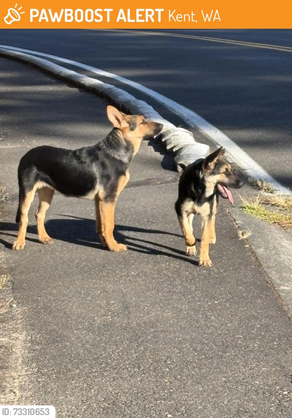 Found/Stray Unknown Dog last seen SE 218th and 132nd, Kent, WA 98042