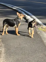 Found/Stray Unknown Dog last seen SE 218th and 132nd, Kent, WA 98042